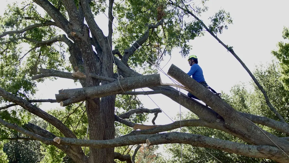 Professional Crown Thinning performed by certified arborists in Coaling